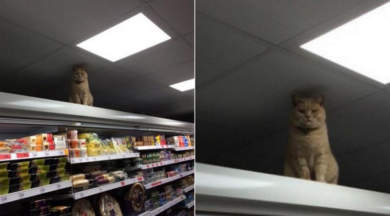 Немного прикольных картинок картинки, подборка картнок, прикол, юмор