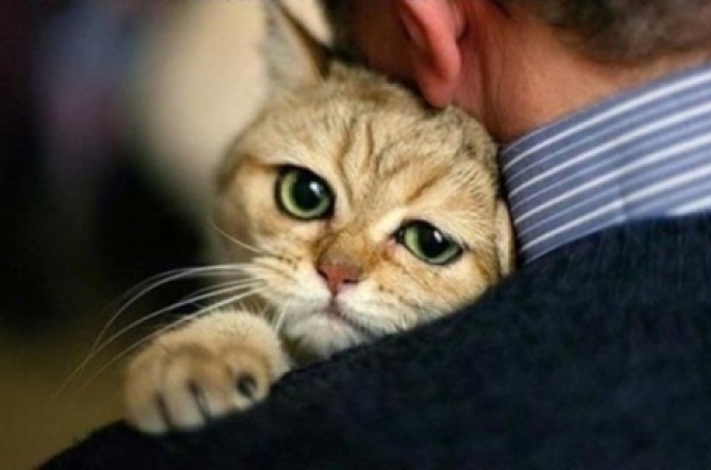 Отдам кота-мерзавца в плохие руки!