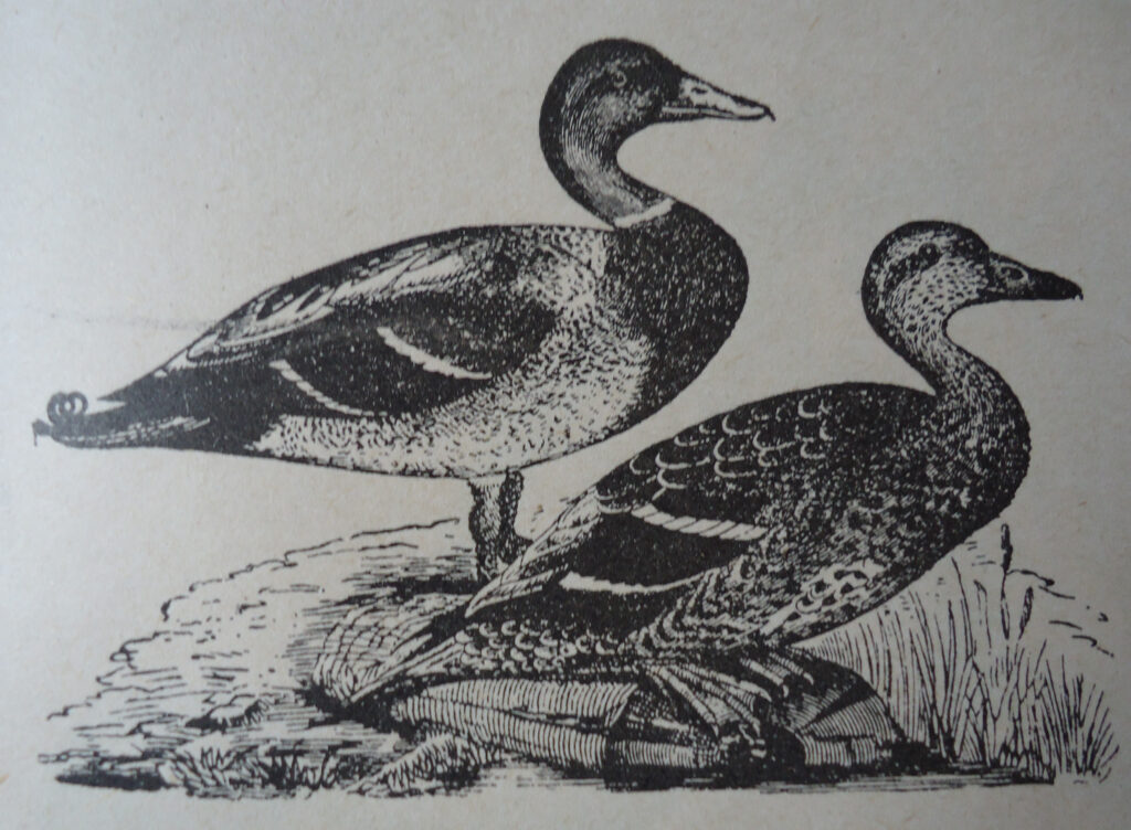 Из Ташкента