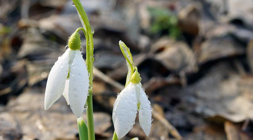 Подснежники: все секреты выращивания от посадки до цветения Galanthus, галантус, подснежника, подснежник, подснежников, Подснежник, МЕСТО, высотой, подснежники, Воронова, зеленые, Эльвеза, природе, белые, белоснежный, Красную, длиной, средней, которые, сожалению