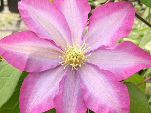 Розовый цветок Какио