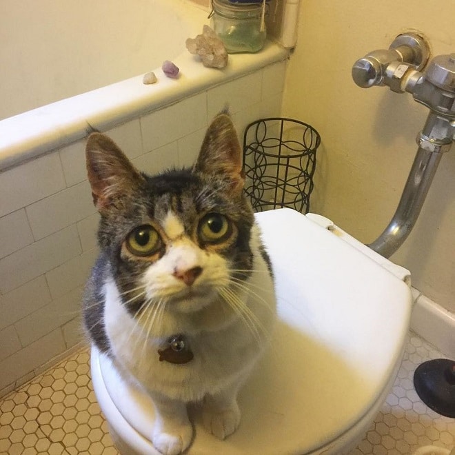 Кошка в туалете