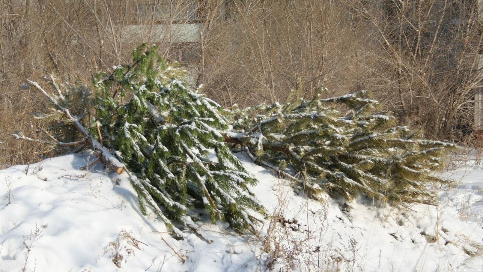 В Сочи около тысячи новогодних елок отправили на утилизацию