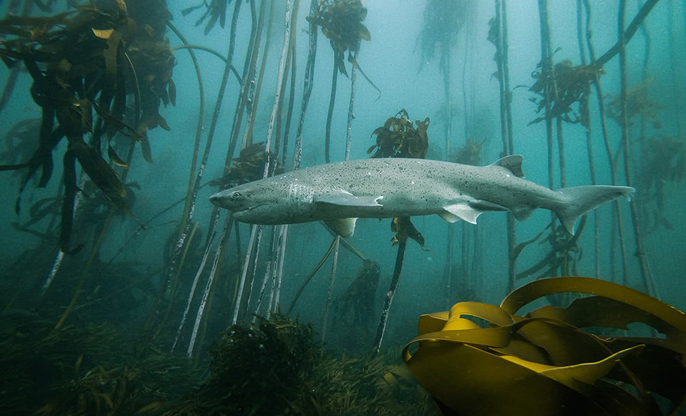 На дне океана у побережья Африки есть подводный лес размером больше Амазонии: видео