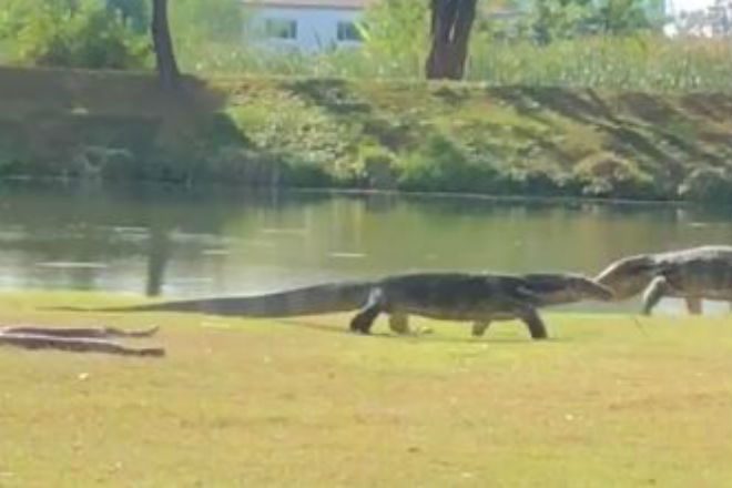 Питон не поделил пляж с варанами и чуть не поплатился