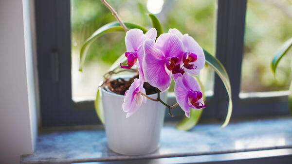 Способ за копейки улучшить цветение орхидеи — дома будет райский сад - Общество на Toplenta