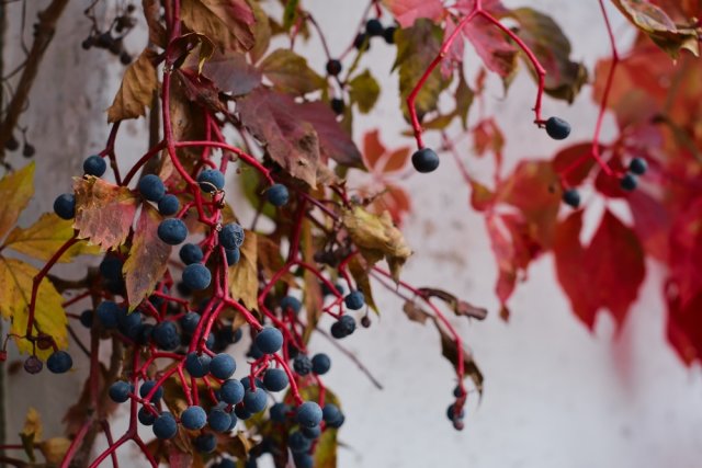 Девичий виноград на стене дома – красиво или опасно? виноград, девичий, девичьего, винограда, придется, растение, лиана, садоводов, регулярно, чтобы, плети, может, которые, побегов, когда, девичьим, участке, виноградом, только, весной