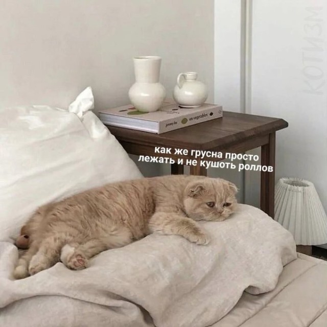 Смешные и забавные котоМЕМЫ  