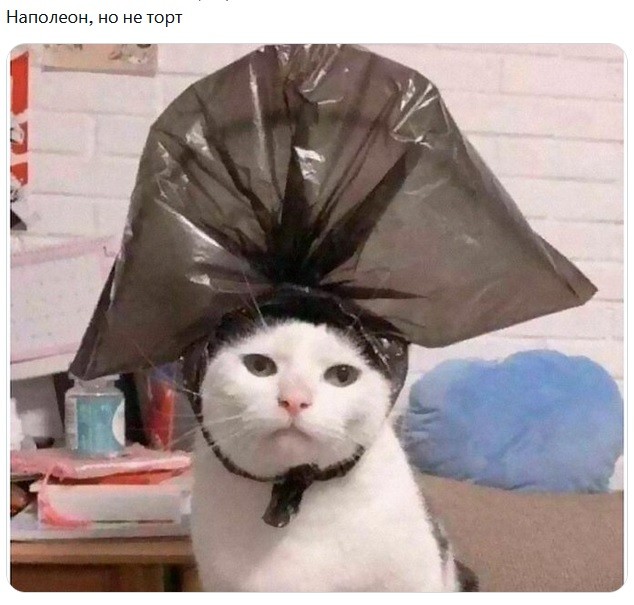 Смешные и забавные котоМЕМЫ  