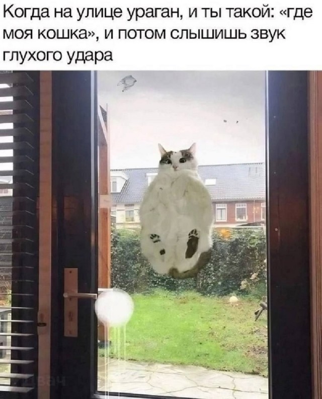 Интернет мемы в понедельник и что водит дьявол Интернет мемы в понедельник и что водит дьявол