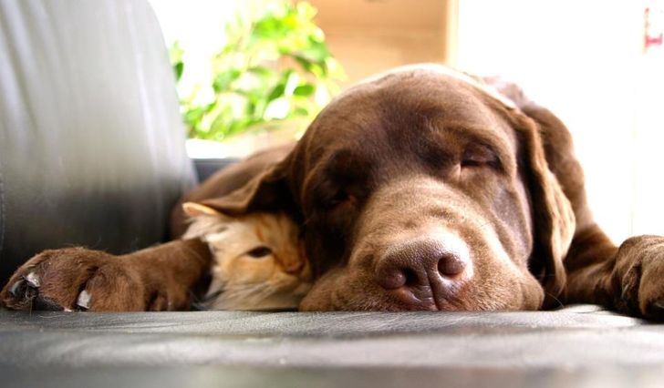 20+ примеров того, как кошки и собаки нашли друг в друге лучших друзей 20+ примеров того, как кошки и собаки нашли друг в друге лучших друзей