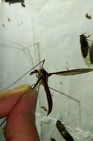 Самый большой в мире комар