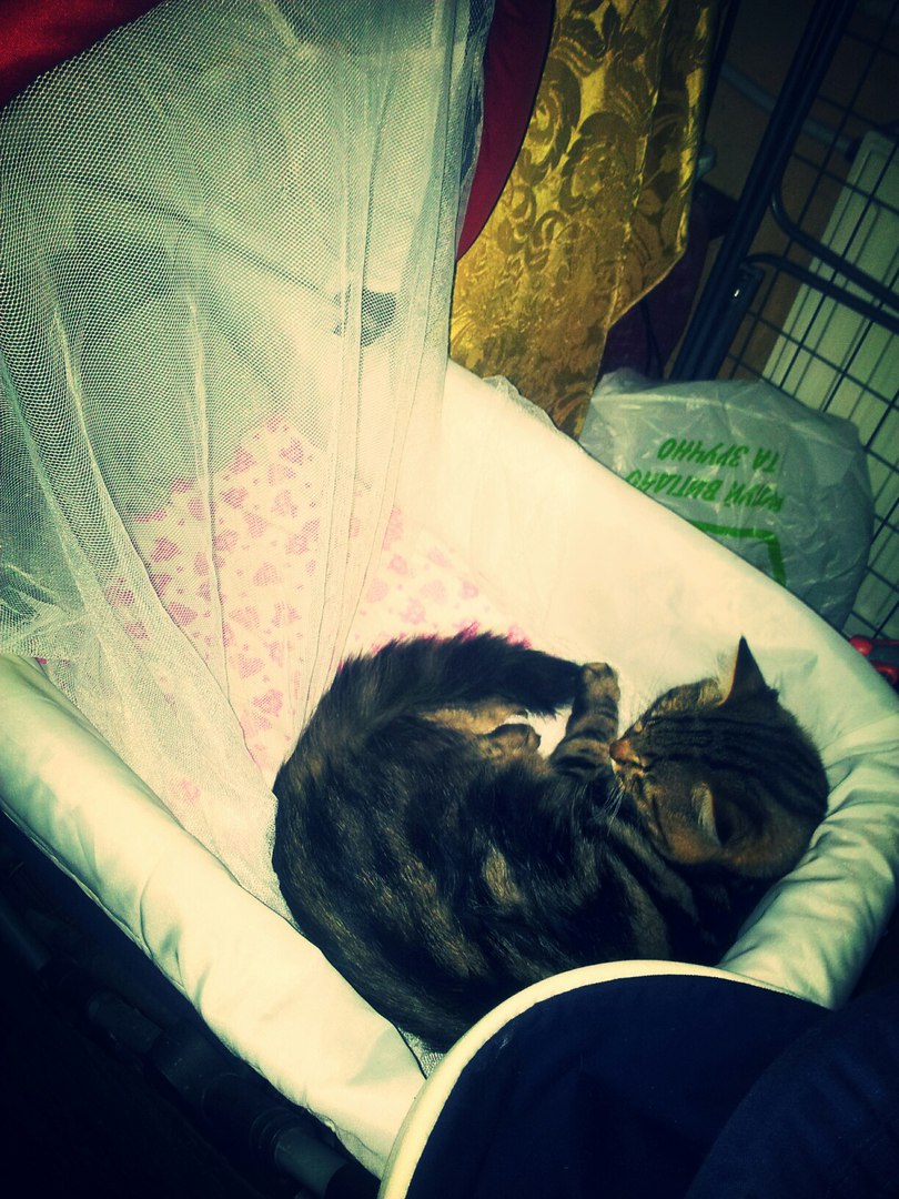 Ребенок подбросил к офису коробку с пятью котятами. И теперь малыши в хороших руках не всё так грустно