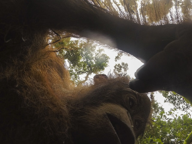 orangutang-ukral-kameru-u-turista-i-sdelal-mnozhestvo-selfi_002