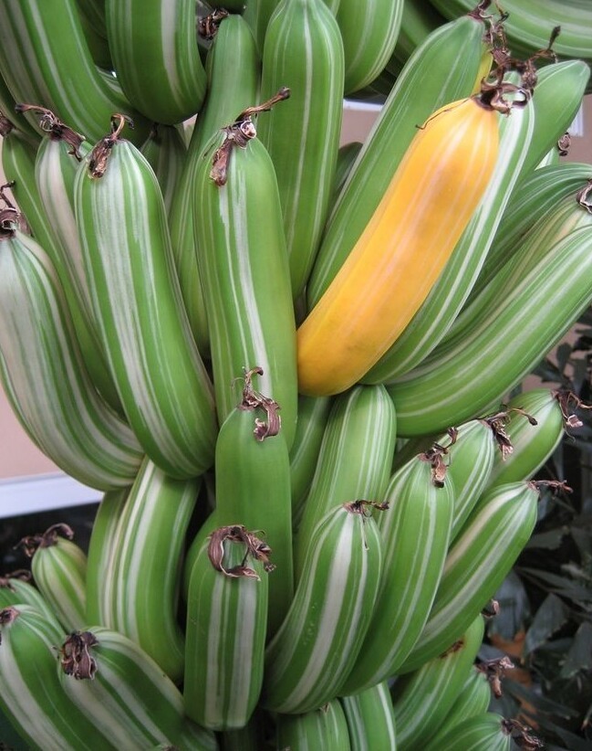 Самые необычные бананы мира