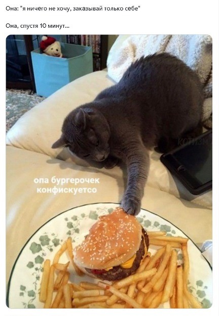 Смешные и забавные котоМЕМЫ  