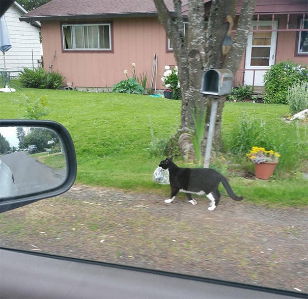 I Found Out Who Has Been Stealing My Paper. Followed This Guy 3 Blocks, He Wasn