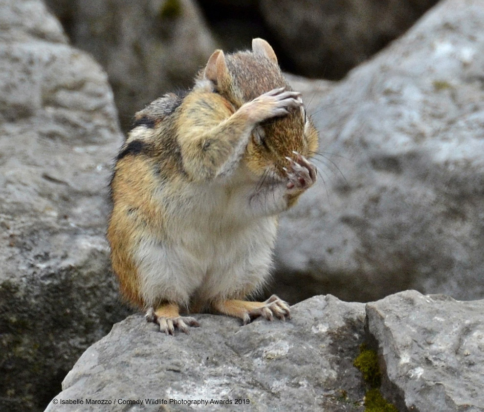 Необычный конкурс Comedy Wildlife Photography Awards 2019