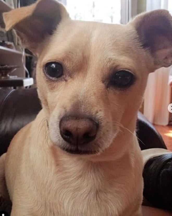 Грустный пес