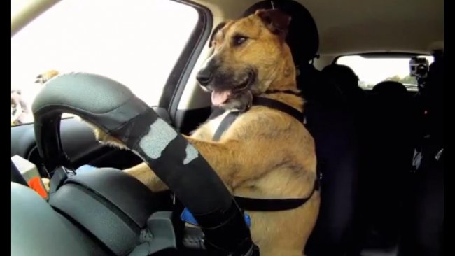 Собака жителя Германии получила штраф за превышение скорости Собака жителя Германии получила штраф за превышение скорости Автомобили