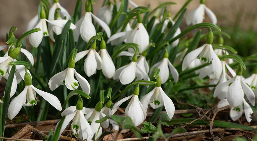 Подснежники: все секреты выращивания от посадки до цветения Galanthus, галантус, подснежника, подснежник, подснежников, Подснежник, МЕСТО, высотой, подснежники, Воронова, зеленые, Эльвеза, природе, белые, белоснежный, Красную, длиной, средней, которые, сожалению