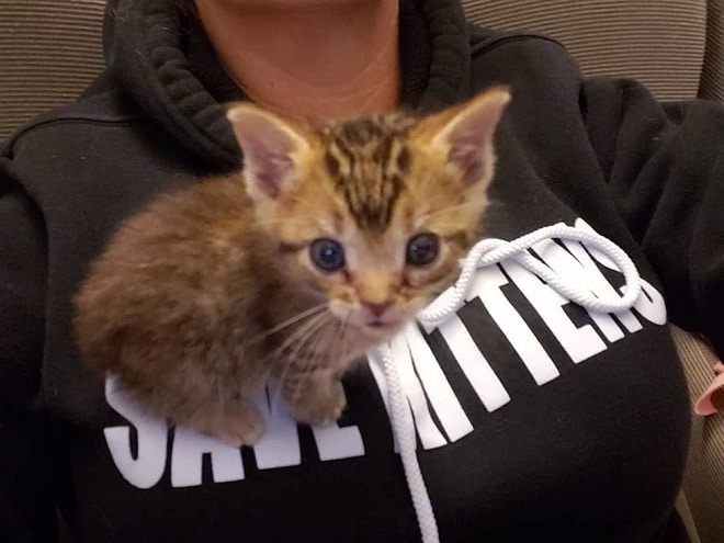 Котенок на груди