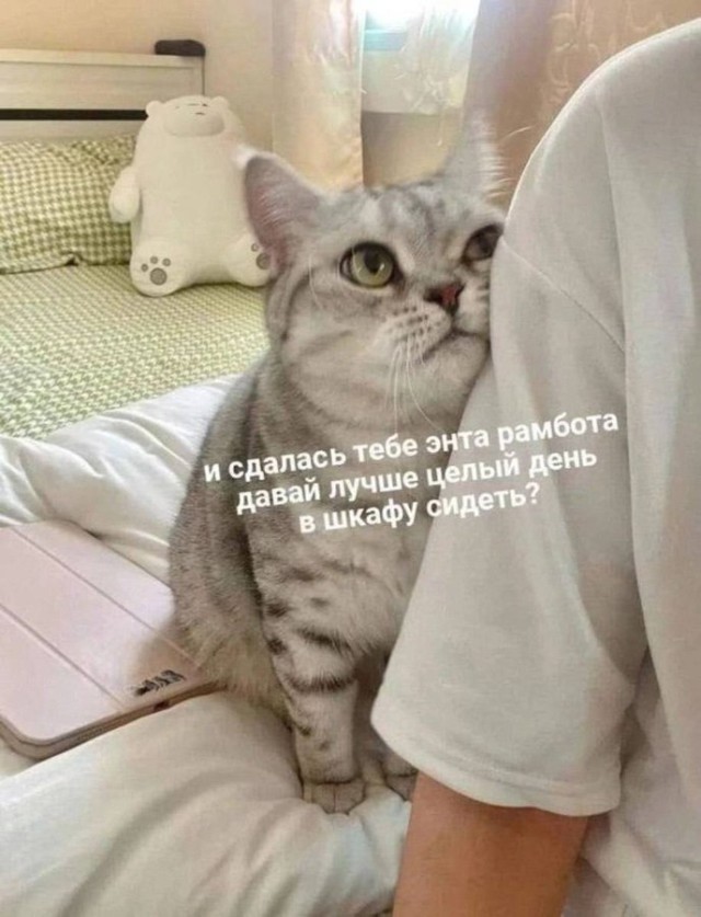 Смешные и забавные котоМЕМЫ  