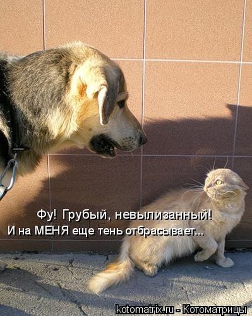 Лучшие котоматрицы за прошедшую неделю