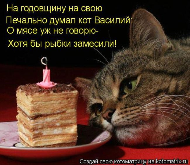 Лучшие котоматрицы за прошедшую неделю