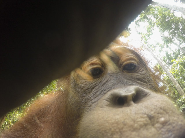 orangutang-ukral-kameru-u-turista-i-sdelal-mnozhestvo-selfi_001