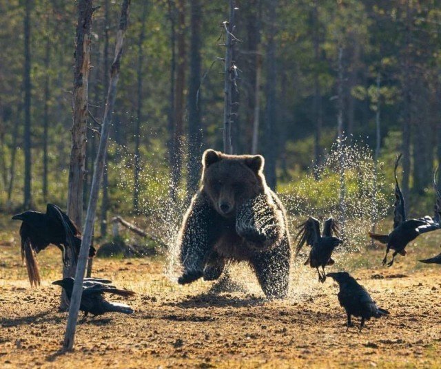 Прикольные картинки для хорошего и позитивного настроения красивые фотографии,приколы,прикольные картинки,юмор