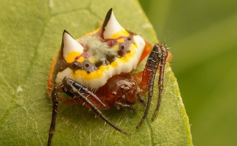 Доставайте огнемет: 15 самых странных пауков мира пауков, Spider, spider, человеческое, похоже, потому, паукомлюдоедом, двухглазым, прозванный, OgreFace, паукдеревоNetCasting, Weaver, Stump, резиныА, восемь, игрушка, выглядит, quadrimaculatus, Platythomisus, пометEightspotted