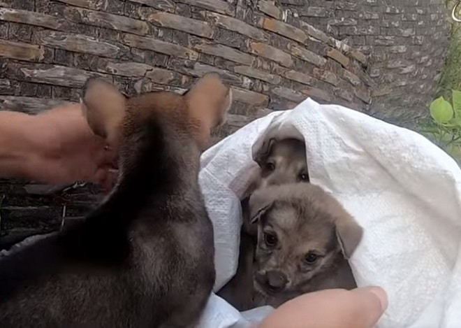 Щенки в мешке