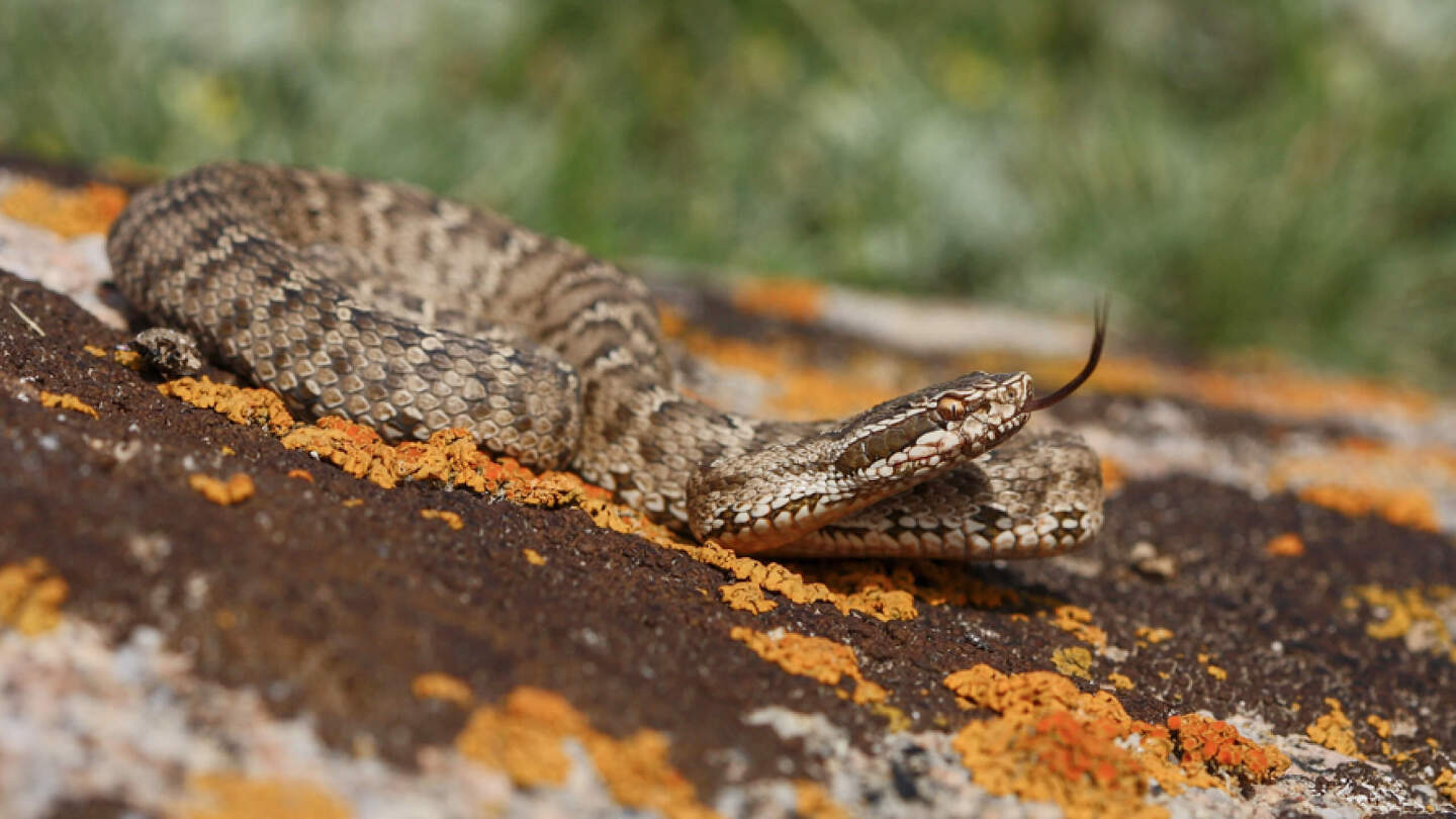 Ядовитые животные России: 10 самых опасных с описанием и фото может, России, смертельно, только, человек, когда, областях, поэтому, весной, гадюки, которые, случае, человека, ядовитое, Поэтому, встретить, укуса, некоторых, которой, опасен