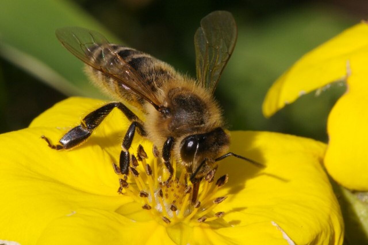 Бурзянская медоносная пчела