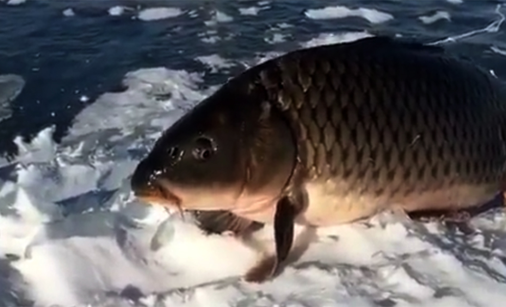 Рыбак пошел на зимнюю рыбалку и увидел рыбу, которая вышла из воды и идет по льду Культура