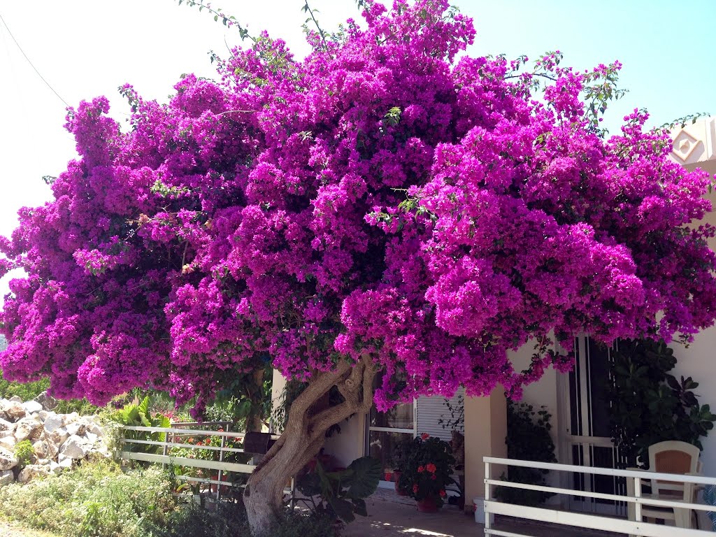 ТОП-10 самых смертоносных организмов на вашем заднем дворе дача,насекомые,огород,опасность,растения,сад