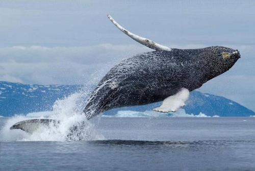 Интересные факты о китах. Самые необычные и интересные факты о китах