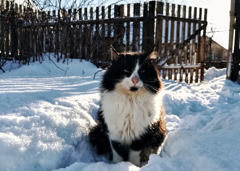 Мороз и солнце братья наши меньшие, город, кот, кошка, уличные животные, уличные кошки, эстетика