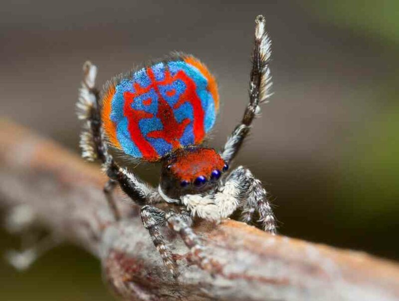 Доставайте огнемет: 15 самых странных пауков мира пауков, Spider, spider, человеческое, похоже, потому, паукомлюдоедом, двухглазым, прозванный, OgreFace, паукдеревоNetCasting, Weaver, Stump, резиныА, восемь, игрушка, выглядит, quadrimaculatus, Platythomisus, пометEightspotted