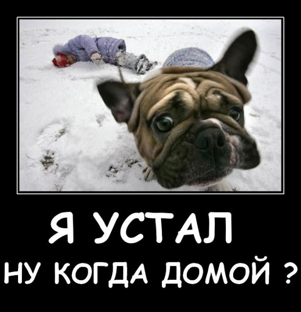 Картинка домой прикольная, днем стюардесс