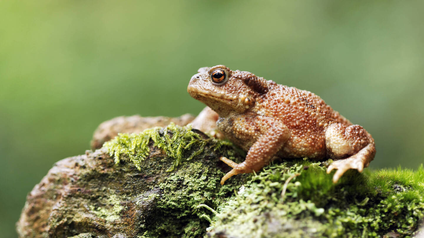 Ядовитые животные России: 10 самых опасных с описанием и фото может, России, смертельно, только, человек, когда, областях, поэтому, весной, гадюки, которые, случае, человека, ядовитое, Поэтому, встретить, укуса, некоторых, которой, опасен
