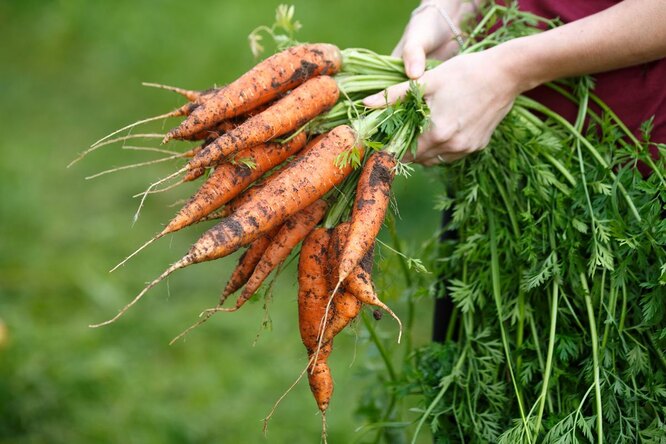 Способы хранения моркови на балконе в городской квартире: урожай пролежит свежим до весны дача,сад и огород,советы огороднику