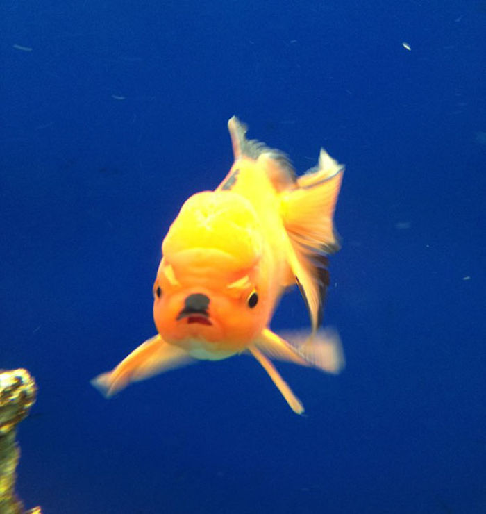 My Evil Hitler Goldfish