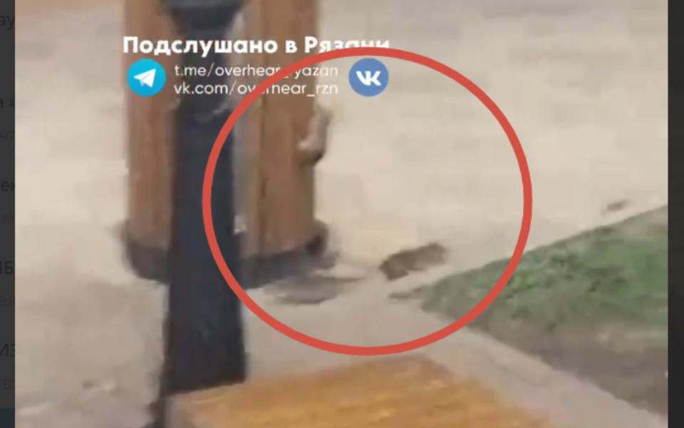 В центре Рязани крысы «атаковали» мусорку