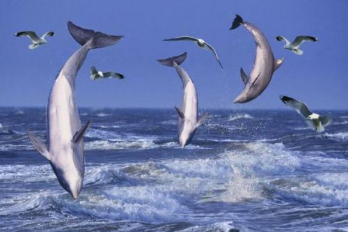 10 фактов о китах и дельфинах. Полеты ввысь и вглубь. 10 интересных фактов о дельфинах и китах
