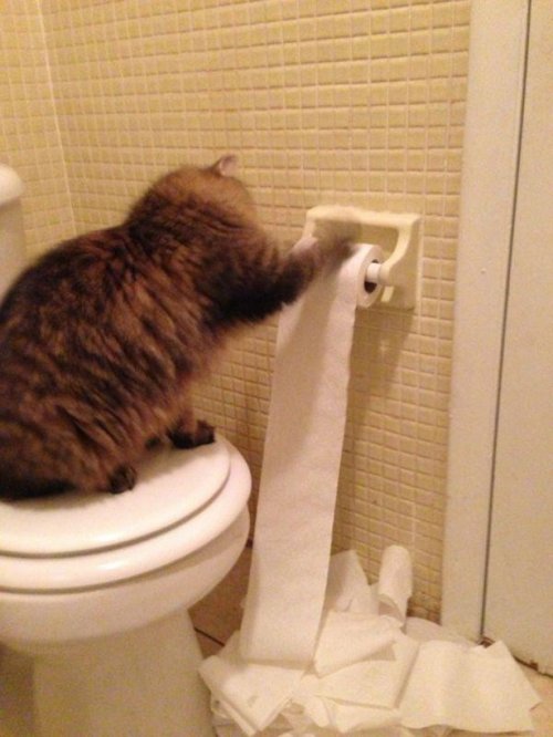 КОТОприколы 