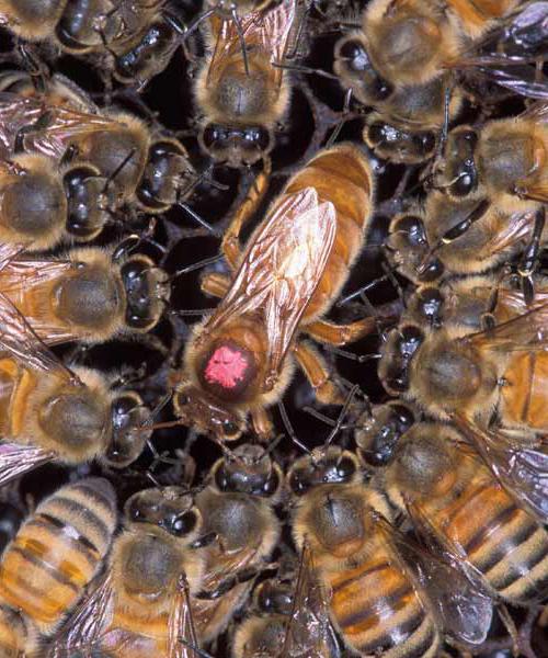 Трутень — это самец пчелы