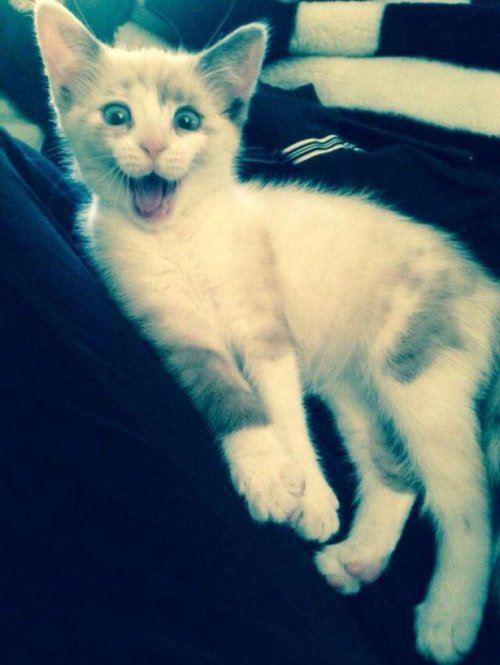 КОТОприколы 