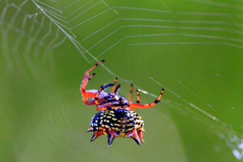 Доставайте огнемет: 15 самых странных пауков мира пауков, Spider, spider, человеческое, похоже, потому, паукомлюдоедом, двухглазым, прозванный, OgreFace, паукдеревоNetCasting, Weaver, Stump, резиныА, восемь, игрушка, выглядит, quadrimaculatus, Platythomisus, пометEightspotted